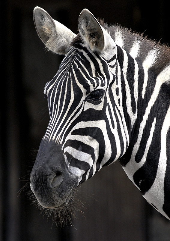 Tiere Zoo Wuppertal_DDB4611 Kopie.jpg - Zoo Wuppertal